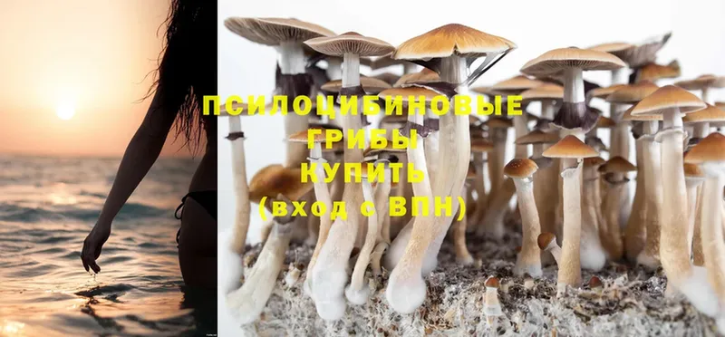 блэк спрут ссылка  Шали  Галлюциногенные грибы Magic Shrooms 